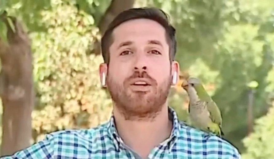 En video: Un pícaro loro "asaltó" a un reportero en pleno en vivo Un periodista en Santiago de Chile fue víctima de un peculiar asalto cuando un pequeño loro se le posó en su hombro mientras cubría una noticia. Mientras el comunicador estaba en vivo para CHV Noticias, algo insólito pasó: el tierno animalito resultó ser un ladronzuelo.