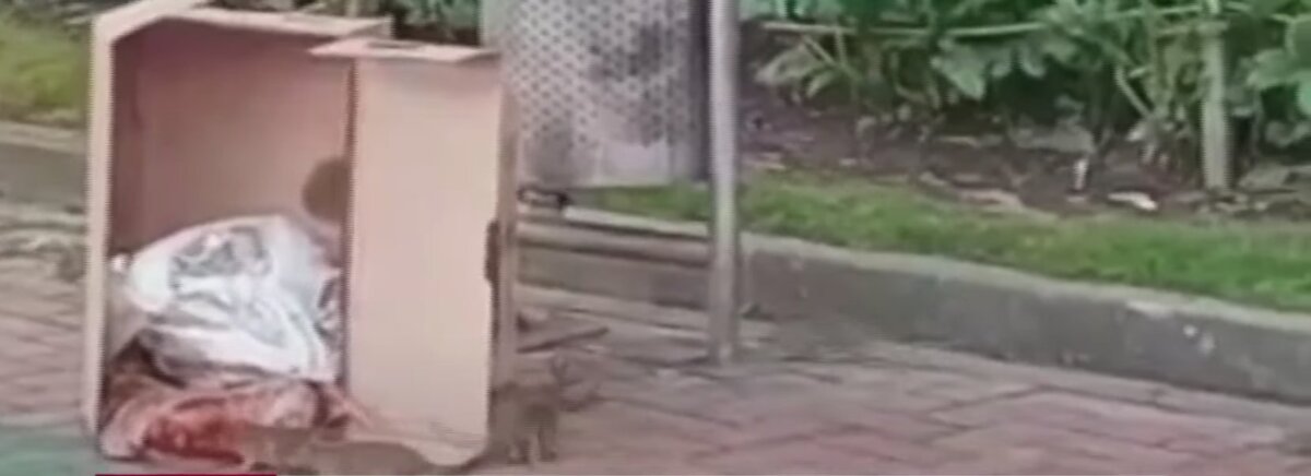¡Asqueroso! Denuncian plaga de ratas frente al Portal Suba Enormes y asquerosas ratas se han visto en los jardines que hay frente al Portal Suba. Los roedores buscan alimento en las basuras y cerca a los puestos de comidas ambulantes que hay en esta zona.