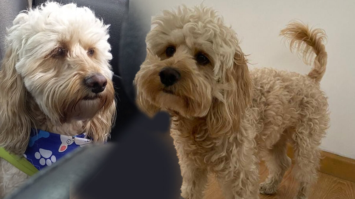 ¡Ayuda! Buscan a Coco, un perrito que otra familia se llevó de un centro comercial El pasado miércoles 21 de diciembre en el centro comercial Sabana Plaza, ubicado en la calle 12#19-71 en la localidad de los Mártires, Coco, un perrito de raza french poodle, se extravió y una familia con otro perro se lo llevó.