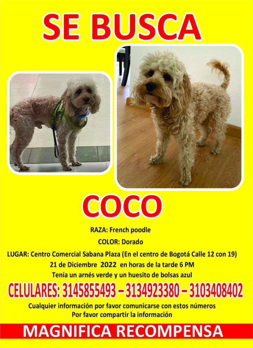 ¡Ayuda! Buscan a Coco, un perrito que otra familia se llevó de un centro comercial 1 ¡Ayuda! Buscan a Coco, un perrito que otra familia se llevó de un centro comercial El pasado miércoles 21 de diciembre en el centro comercial Sabana Plaza, ubicado en la calle 12#19-71 en la localidad de los Mártires, Coco, un perrito de raza french poodle, se extravió y una familia con otro perro se lo llevó.