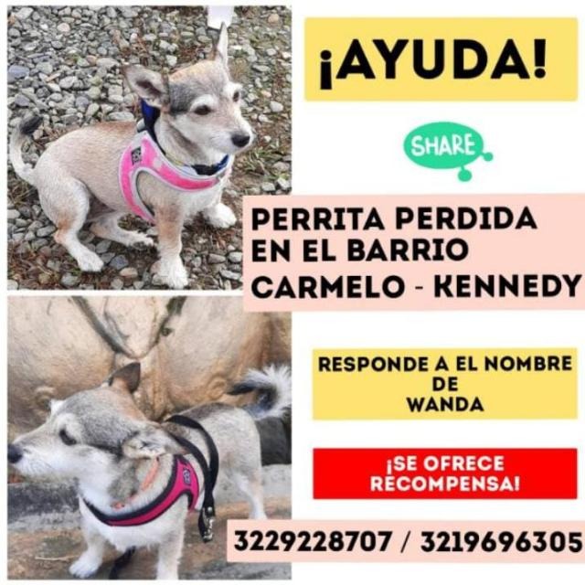 Buscan desesperadamente a Guanda, perrita que se perdió en Kennedy Una familia de la localidad de Kennedy está buscando a su mascota, una perrita de 10 años que se extravió el pasado 6 de diciembre en el barrio Carmelo.