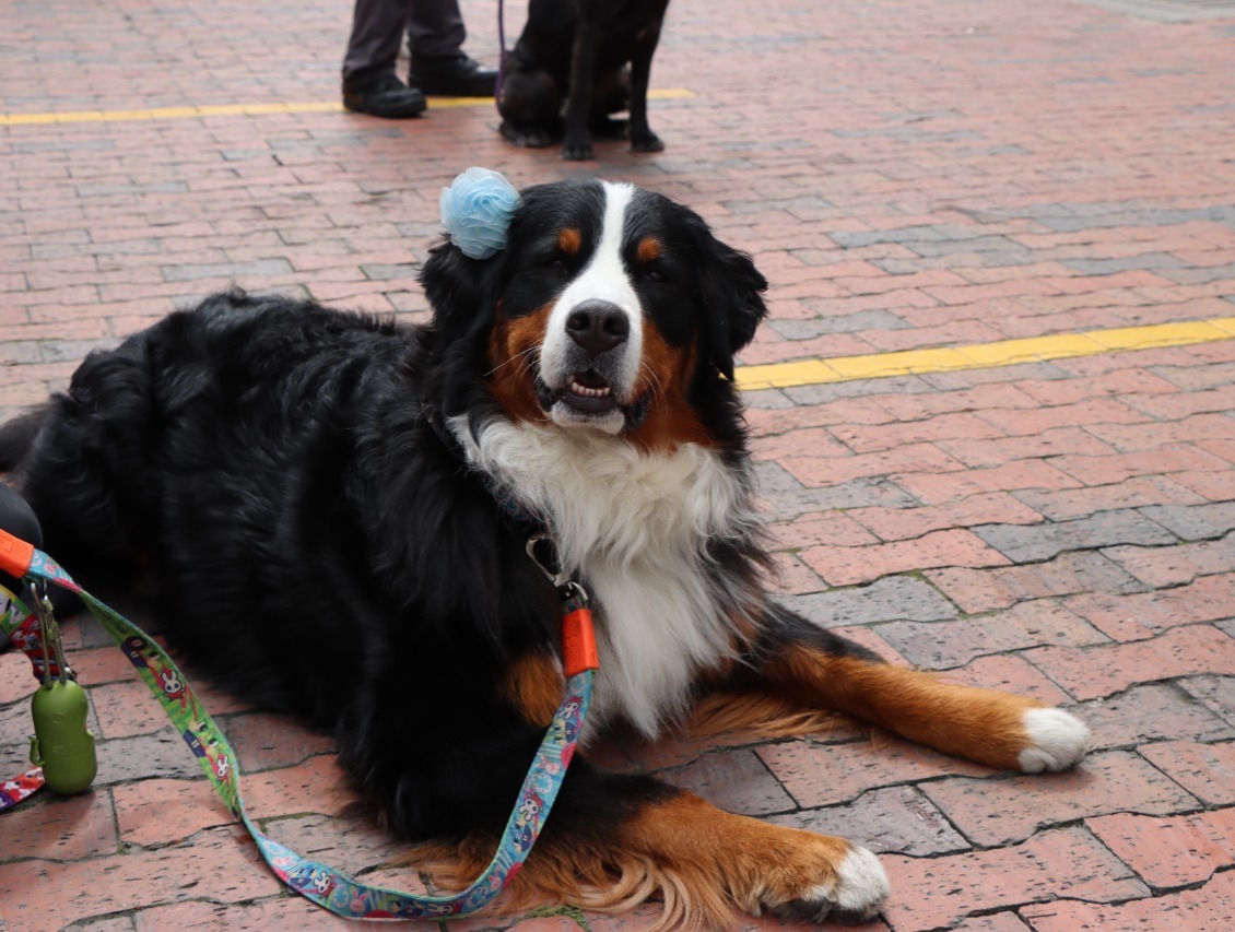 ¡Qué ternura! Cientos de mascotas participaron en la carrera 'Gua' de Bogotá 10 ¡Qué ternura! Cientos de mascotas participaron en la carrera 'Gua' de Bogotá Más de 300 personas acompañadas de sus mascotas estuvieron en la carrera más ´Gua´ de Bogotá, competencia que fue transformada en un juego y sonrisas para los cientos de asistentes.