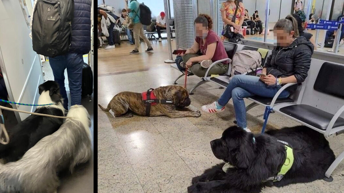"No fue fácil de manejar", Avianca se pronunció sobre los 25 perritos en un vuelo El pasado martes 13 de diciembre, un ciudadano publicó a través de su cuenta de Twitter que más de 20 perritos viajaron en cabina en un vuelo de Avianca, el cual cubría la ruta Sao Paulo - Bogotá, algo que generó congestión en el pasillo e incomodidad entre los pasajeros.