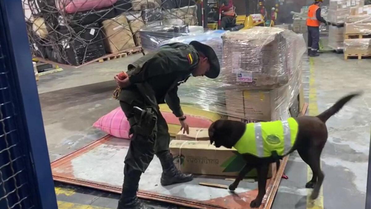 Perro antinarcóticos encontró 44 kilos de coca en Fontibón Las labores de patrullaje de la Policía en una bodega en Fontibón, permitieron que 'Mara', un labrador designado al cuerpo de antinarcóticos, pudiera ubicar 44 kilos de coca que iban a ser enviados a Madrid, España.