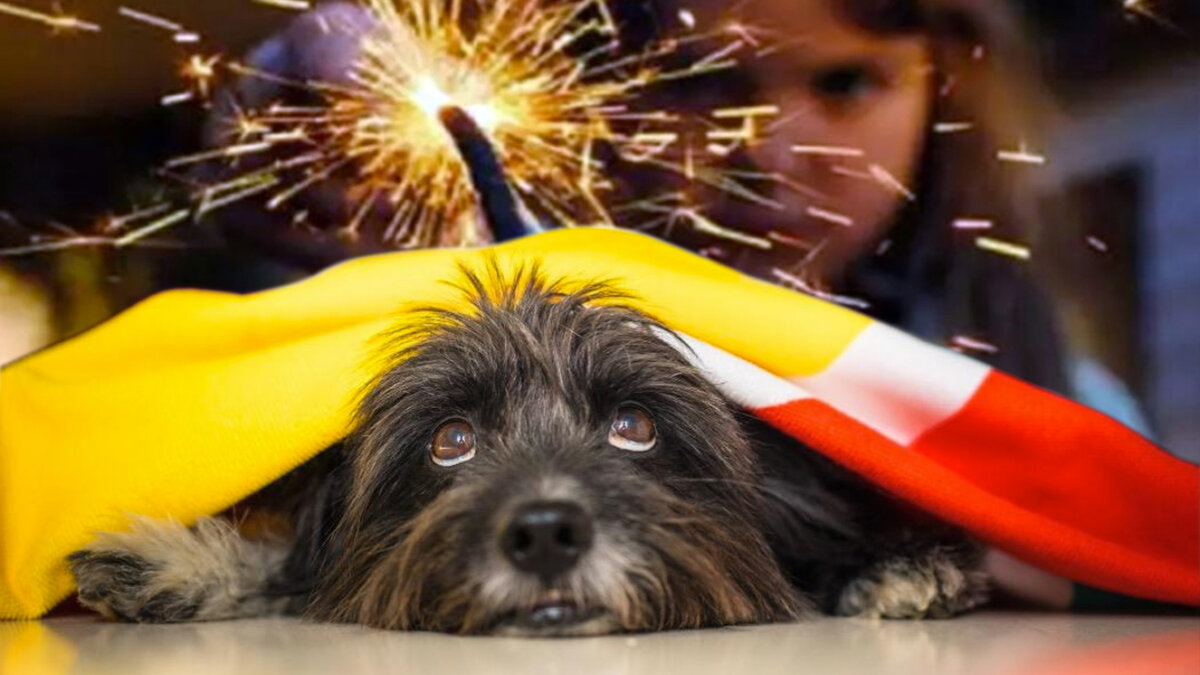 Recomendaciones para que su peludito no sufra por la pólvora Por esta razón, el Instituto de Protección y Bienestar Animal hace la invitación a la ciudadanía para no usar pólvora, pues no solo se ponen en riesgo, sino que las mascotas sufren mucho.