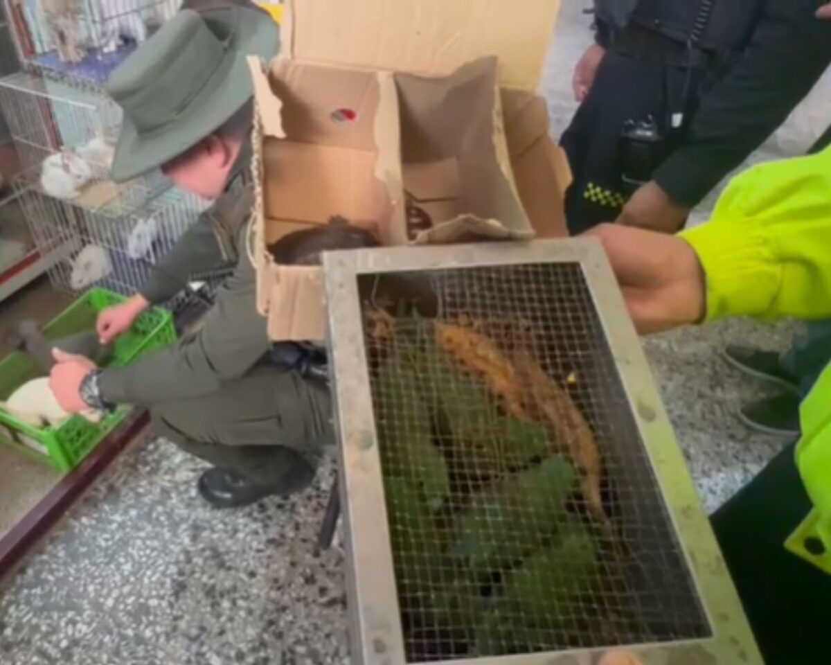 Rescatan 95 animales en la plaza de mercado del Restrepo La&nbsp;Policía Metropolitana de Bogotá, en articulación con la Secretaría Distrital de Ambiente, Instituto Protección y Bienestar Animal, en las últimas horas realizaron un operativo en la Plaza de Mercado del Restrepo&nbsp;y recuperaron 95 animales vivos.