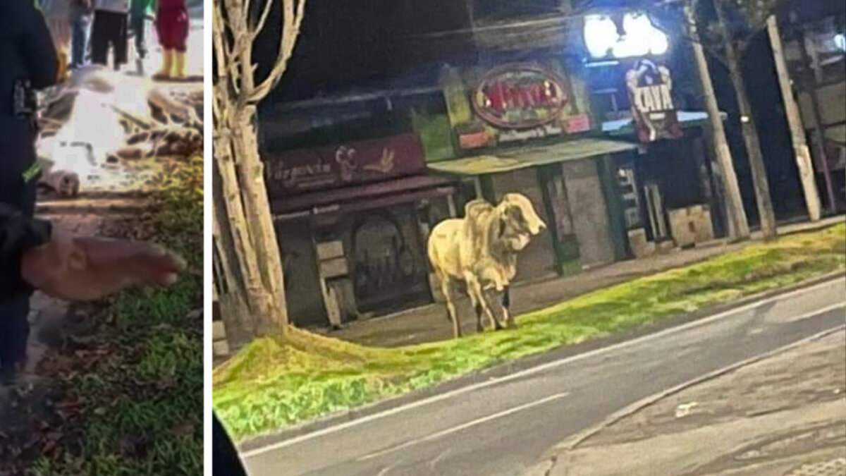 Toro escapó del camión que lo llevaba al matadero y le dan plazo de 24 horas para vivir Un insólito hecho se registró en una calle del sur de Bogotá que tiene consternados a los animalistas y a los ciudadanos de a pie, pues fueron testigos del momento en que un toro se escapó del camión que lo llevaba directo al matadero.
