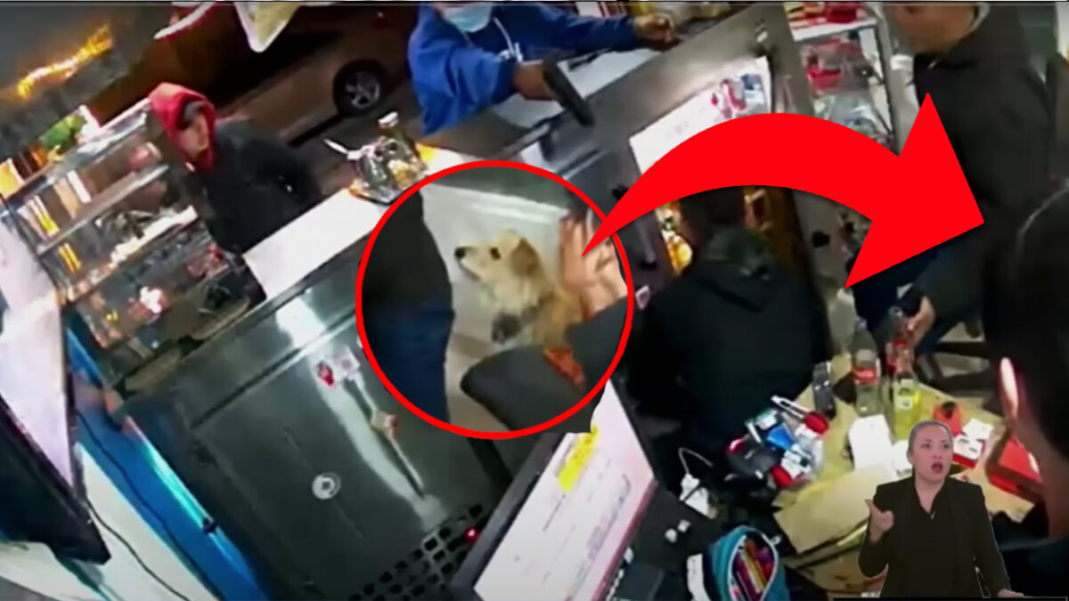 Valiente perrito evitó que ladrones entran a local de Bogotá Los delincuentes son un dolor de cabeza para los ciudadanos en Bogotá, y es que no hay ni un solo día en que estos infames le den un respiro a la ciudad. Cada día son más las denuncias que se conocen con respecto a la inseguridad, el más reciente caso se presentó en una tienda de Teusaquillo, pero lo insólito es que un perrito evitó que dos bandidos se metieran a la tienda de sus dueños.