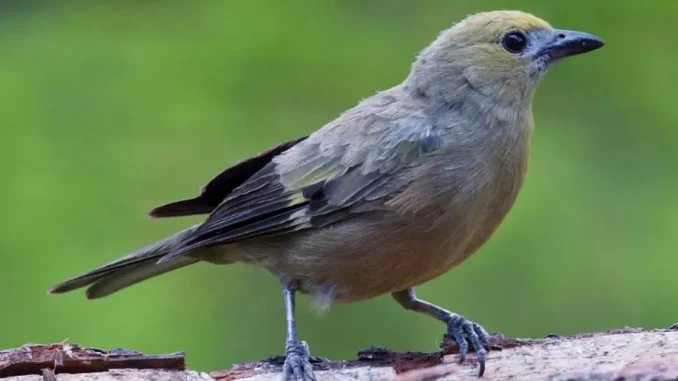 Mujer prefirió estrangular a un pájaro que devolverlo a hábitat natural María Margarita Roldán es la identidad de una mujer señalada de matar a un pájaro en vez de devolverlo a las autoridades para llevarlo a su hábitat natural.