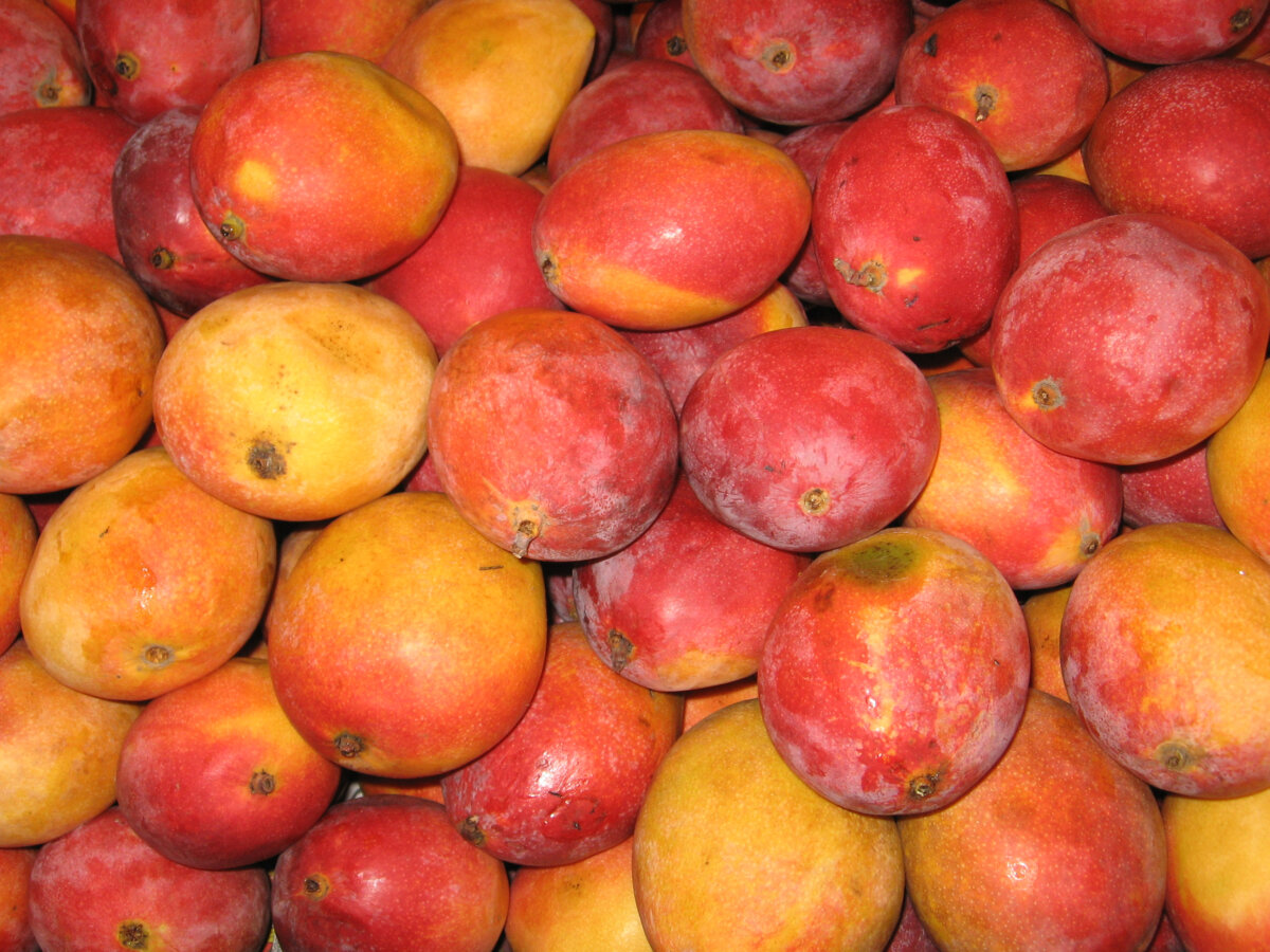 El mango podría impulsar la economía del país en los Estados Unidos 1 El mango podría impulsar la economía del país en los Estados Unidos La exportación del primer contenedor de mangos hacia los Estados Unidos abre las posibilidades para que la economía de Colombia repunte en 2023.