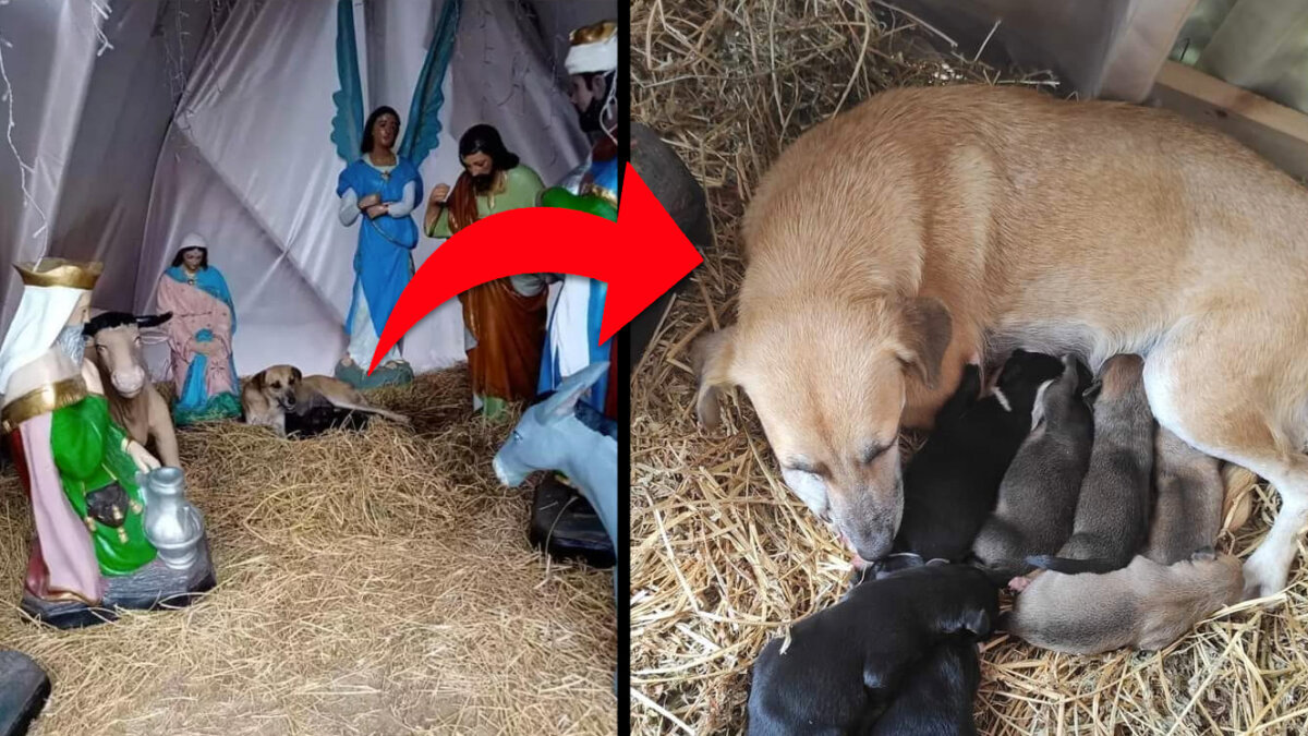 EN VIDEO: Perrita que dio a luz a sus crías en medio un pesebre 4 EN VIDEO: Perrita que dio a luz a sus crías en medio un pesebre La perrita tuvo 7 cachorros y enterneció a los internautas en las redes sociales, quienes ayudaron a conseguirle comida y hospedaje.