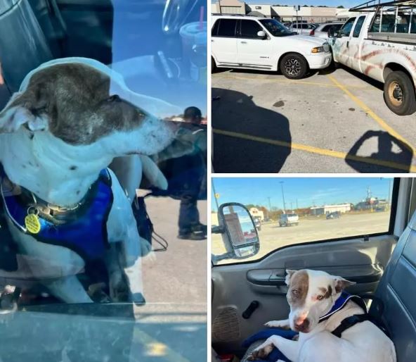 Perrito hizo andar el vehículo de su dueño y causó accidente en estacionamiento Perro al volante. Un muy particular hecho se presentó en el parqueadero de un establecimiento comercial, pues un perrito travieso puso en marcha la camioneta de su dueño por accidente y se chocó con dos vehículos.
