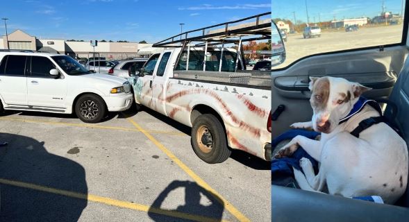 Perrito hizo andar el vehículo de su dueño y causó accidente en estacionamiento 8 Perrito hizo andar el vehículo de su dueño y causó accidente en estacionamiento Perro al volante. Un muy particular hecho se presentó en el parqueadero de un establecimiento comercial, pues un perrito travieso puso en marcha la camioneta de su dueño por accidente y se chocó con dos vehículos.