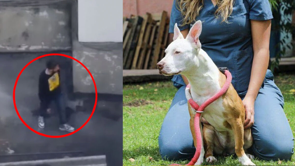 A la cana hombre que maltrató brutalmente a su perrita en el centro de Bogotá El año pasado en las redes sociales circuló un video donde una perrita de raza pitbull era brutalmente golpeada por su cuidador en la terraza de una casa en la localidad de Santa Fe. Luego de que estos salvajes hechos fueran de conocimiento del Escuadrón Anticrueldad, el animal fue rescatado y hoy se confirmó que su maltratador irá a la cárcel.