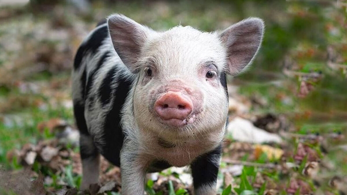 Adoptó una cerdita y la convirtió en su comida 10 Adoptó una cerdita y la convirtió en su comida 'Roma' es una cerdita que fue dada en adopción por una familia argentina, pues a pesar de ser una 'mini pig' creció demasiado y ya no la podían tener en su casa. Duró con sus antiguos amos dos años, hasta que Mariela se contactó con un hombre interesado en cuidar a su mascota.