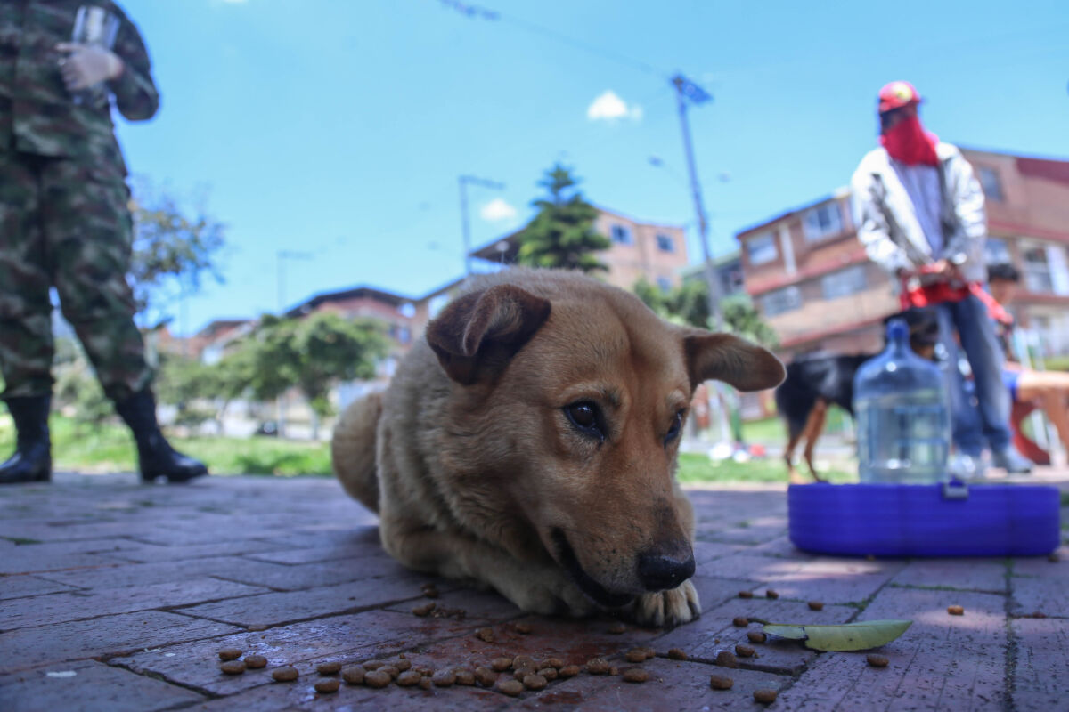 Imputan a hombre que le hizo la eutanasia a un perrito sin ser veterinario 1 Imputan a hombre que le hizo la eutanasia a un perrito sin ser veterinario Fiscales del grupo especial para la lucha contra el maltrato animal judicializaron a dos hombres que, en distintos hechos, causaron graves afectaciones a perros en Antioquia.