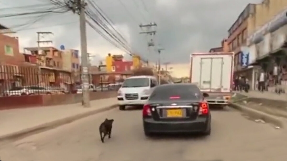 ¡Indignante! Conductor intentó abandonar una perrita en Suba En redes sociales se hizo viral un video grabado por un motero, quien denuncia a un desalmado conductor por poco y abandona a una perrita de raza criolla en plena vía pública de Suba.