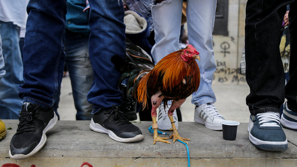 Piden suspender las peleas de gallos por el virus de influenza aviar &nbsp;El Instituto Colombiano Agropecuario (ICA), pidió a los gobernadores y alcaldes del país, suspender todos los eventos gallísticos, entre estos las conocidas peleas de gallos, debido al riesgo de contagio que esto representa teniendo en cuenta el virus de influenza aviar detectado.