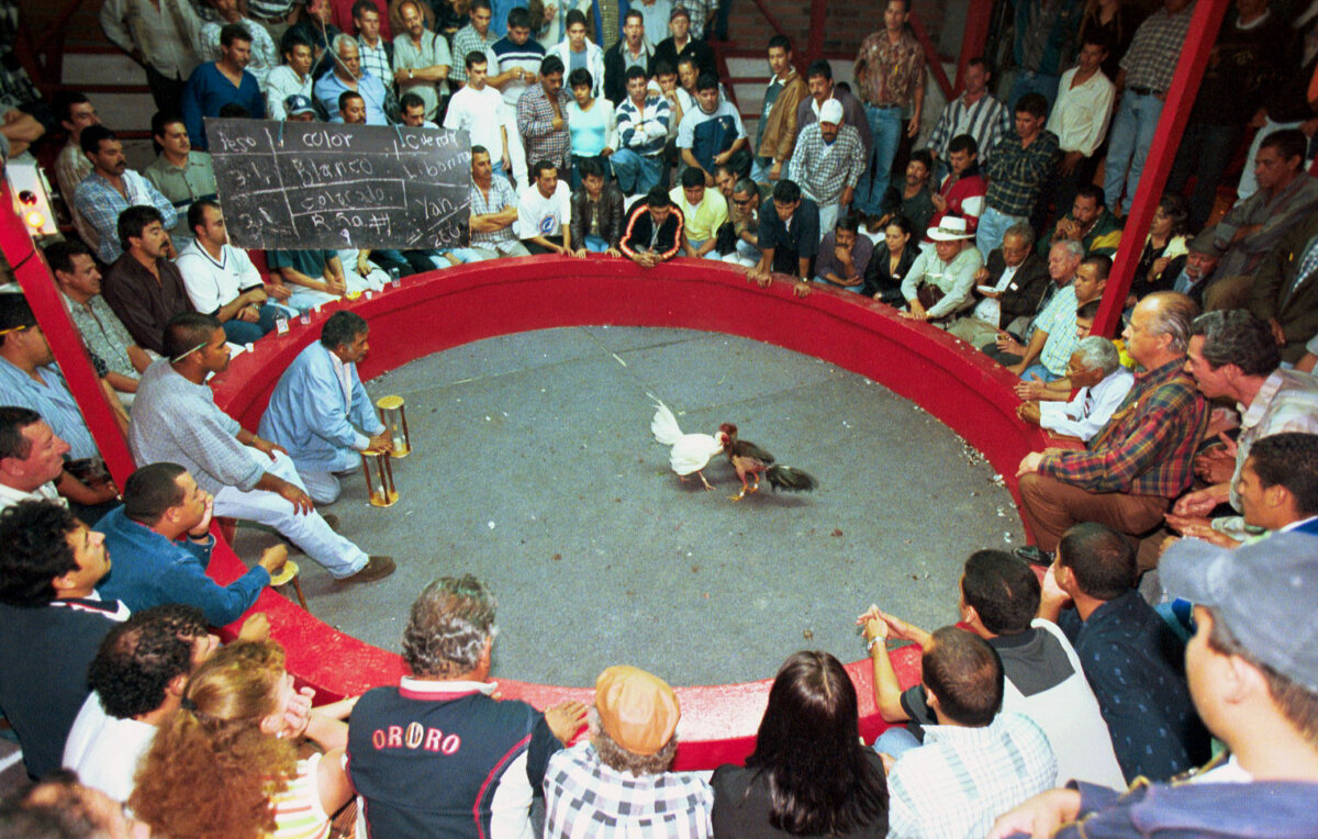 Piden suspender las peleas de gallos por el virus de influenza aviar &nbsp;El Instituto Colombiano Agropecuario (ICA), pidió a los gobernadores y alcaldes del país, suspender todos los eventos gallísticos, entre estos las conocidas peleas de gallos, debido al riesgo de contagio que esto representa teniendo en cuenta el virus de influenza aviar detectado.