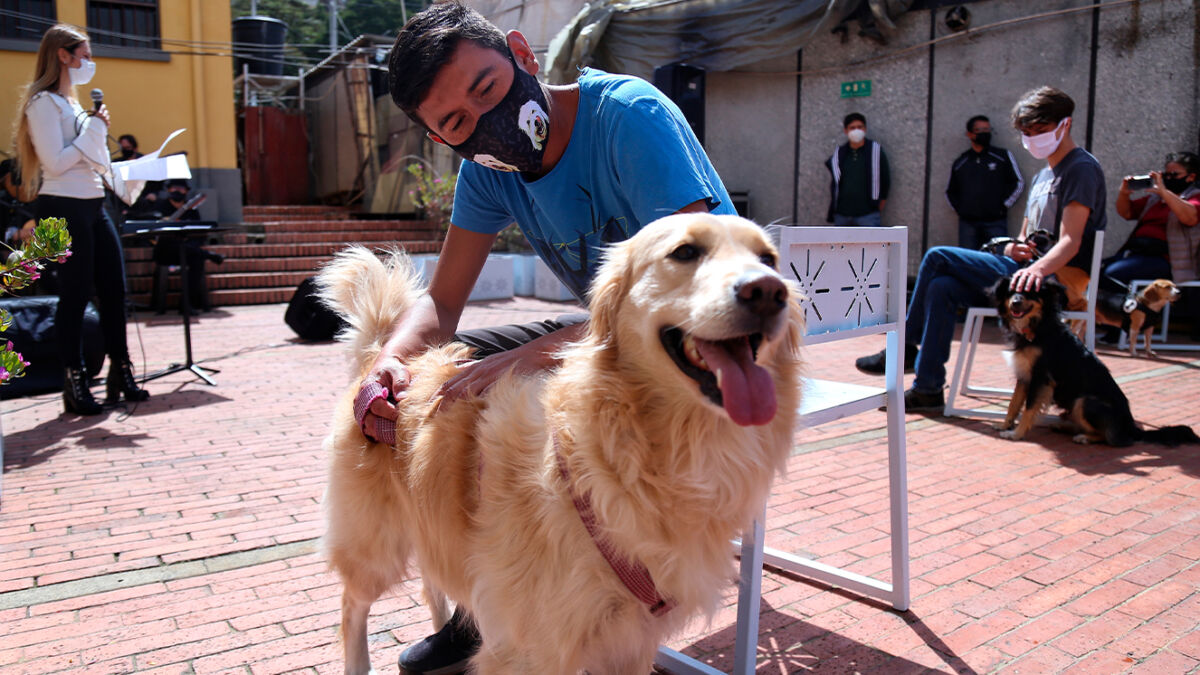Estudiantes de colegio ahora podrán prestar su servicio social cuidando perritos La Alcaldía Mayor de Bogotá brinda la oportunidad para que los estudiantes de colegios públicos y privados que deben prestar su servicio social, lo puedan hacer con el Instituto de Protección y Bienestar Animal (IDPYBA).
