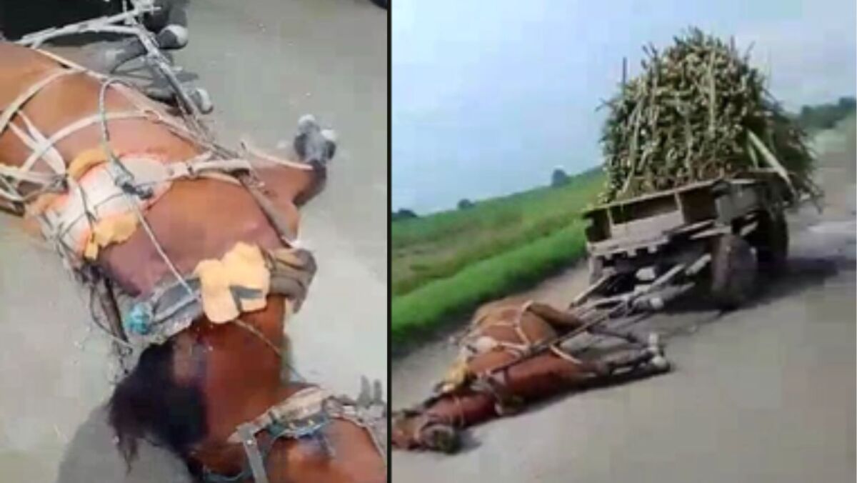 Indignación por la muerte de un caballo: le dispararon y lo dejaron en la vía En confusos hechos fue asesinado un caballo en plena vía. El animal apareció con un disparo en el cuello en&nbsp;el municipio de Palmira, Valle del Cauca.