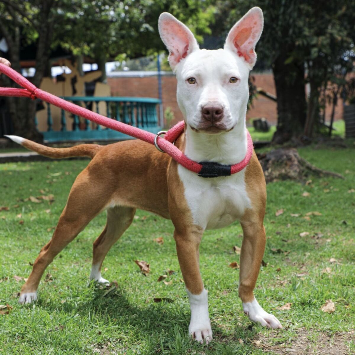 A la cana hombre que maltrató brutalmente a su perrita en el centro de Bogotá El año pasado en las redes sociales circuló un video donde una perrita de raza pitbull era brutalmente golpeada por su cuidador en la terraza de una casa en la localidad de Santa Fe. Luego de que estos salvajes hechos fueran de conocimiento del Escuadrón Anticrueldad, el animal fue rescatado y hoy se confirmó que su maltratador irá a la cárcel.