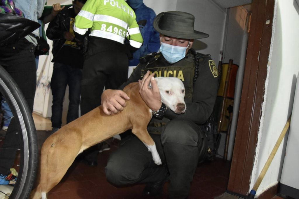 A la cana hombre que maltrató brutalmente a su perrita en el centro de Bogotá El año pasado en las redes sociales circuló un video donde una perrita de raza pitbull era brutalmente golpeada por su cuidador en la terraza de una casa en la localidad de Santa Fe. Luego de que estos salvajes hechos fueran de conocimiento del Escuadrón Anticrueldad, el animal fue rescatado y hoy se confirmó que su maltratador irá a la cárcel.
