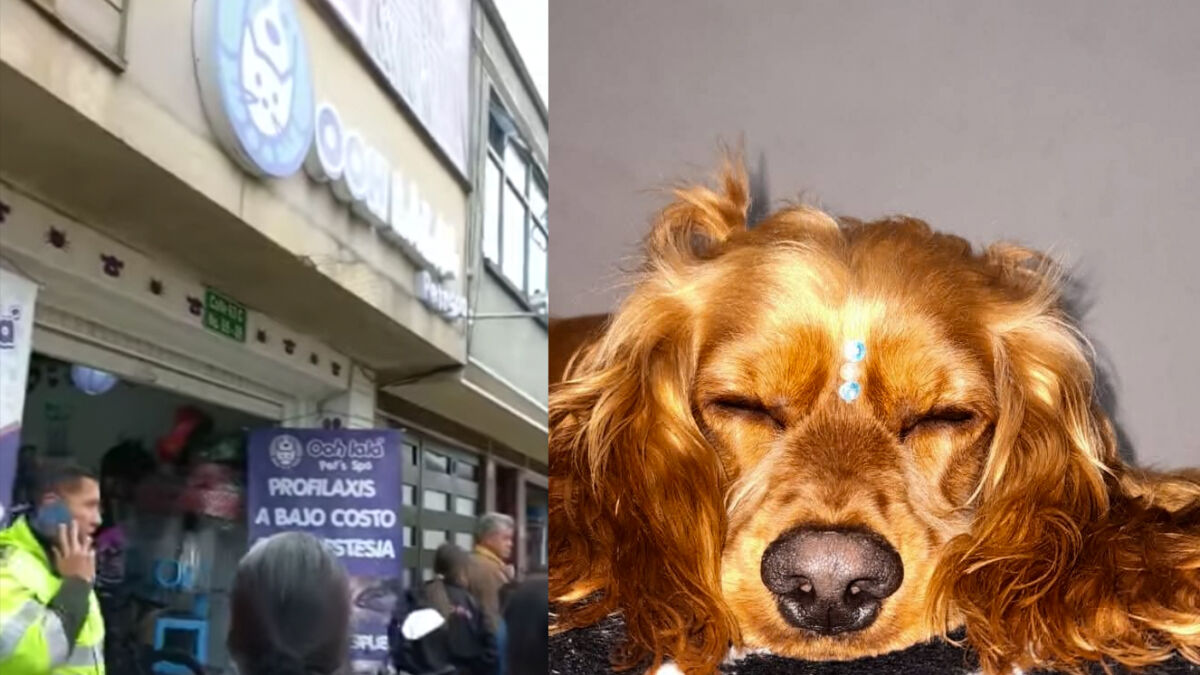 Llevaron a bañar a su mascota y se la entregaron muerta en Engativá Las dos jóvenes que denunciaron en el barrio Bosque Popular (Engativá) la situación comentaron que los funcionarios del spa para mascotas donde llevaron a su perrita, Nala, les salieron con otra versión sobre cómo perdió la vida.