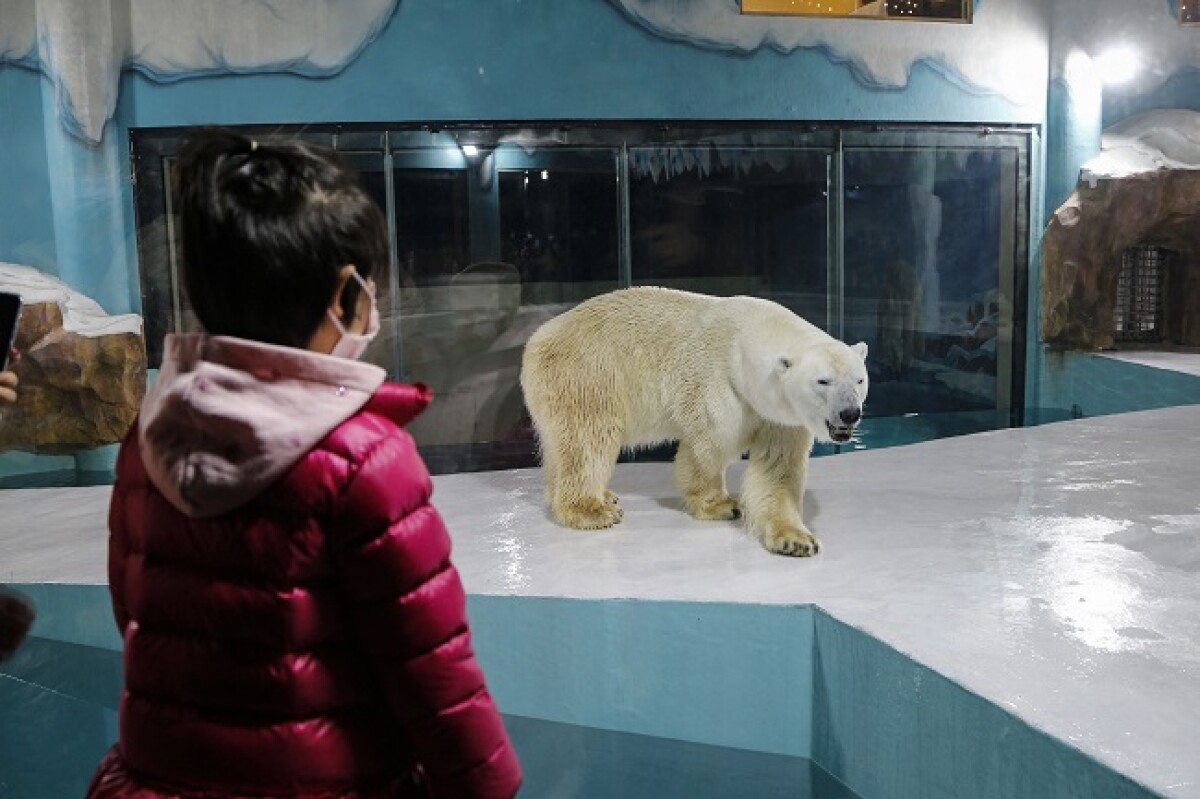 Oso polar mató a una mujer y su pequeño hijo de un año Una terrible tragedia vivieron los habitantes de una pequeña aldea en Alaska, tras tener que presenciar el ataque de un oso polar.