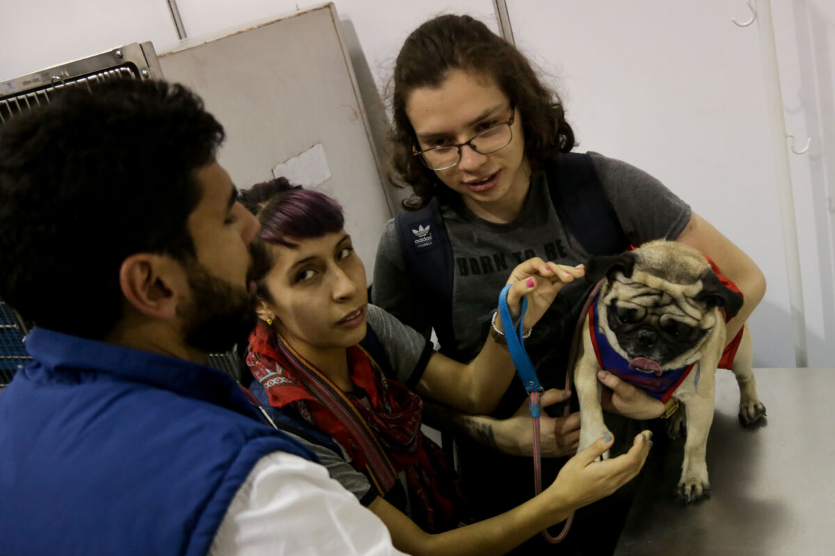 Pilas con la dependencia emocional en su mascota 1 Pilas con la dependencia emocional en su mascota Nuestros perros y gatos representan un enorme apoyo emocional para los hogares. Su grata compañía, fidelidad sin límites y cariño incondicional hacen que las mascotas sean una parte vital de los hogares colombianos. Por este y más motivos, es apenas lógico que siempre queramos llenarlos de amor, además de consentirlos con premios y demás incentivos que les hagan sentir toda nuestra gratitud.