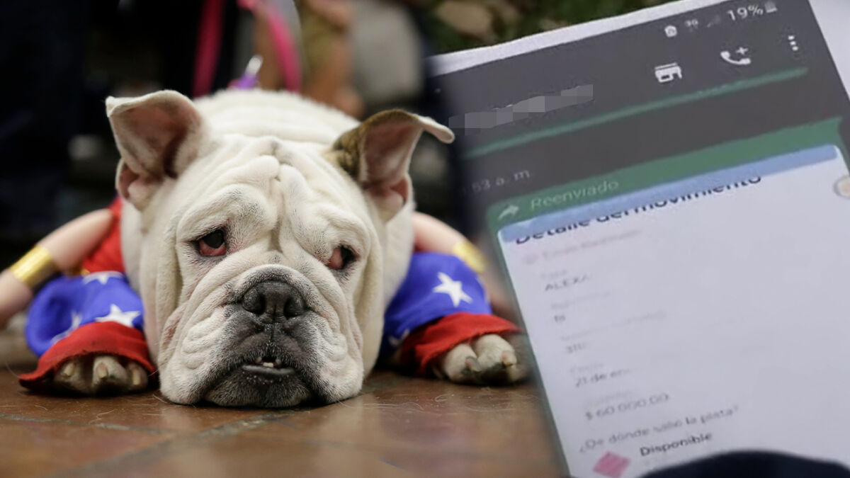 Pilas, delincuentes están robando a través supuesta agencia de mascotas Tenga mucho cuidado, porque ahora los delincuentes están usando otra modalidad de robo, esta vez se hacen pasar por una agencia de adopción de mascotas.