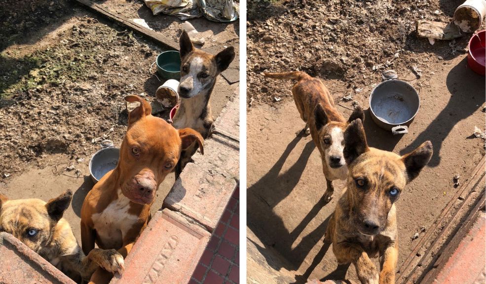 Que cruel: perritos en Puente Aranda vivían en terribles condiciones 4 Que cruel: perritos en Puente Aranda vivían en terribles condiciones En redes sociales se compartieron una serie de fotos en las que se ve el abandono en el que tienen a tres perritos en la terraza de una casa ubicada en el barrio Primavera Occidental, localidad de Puente Aranda.