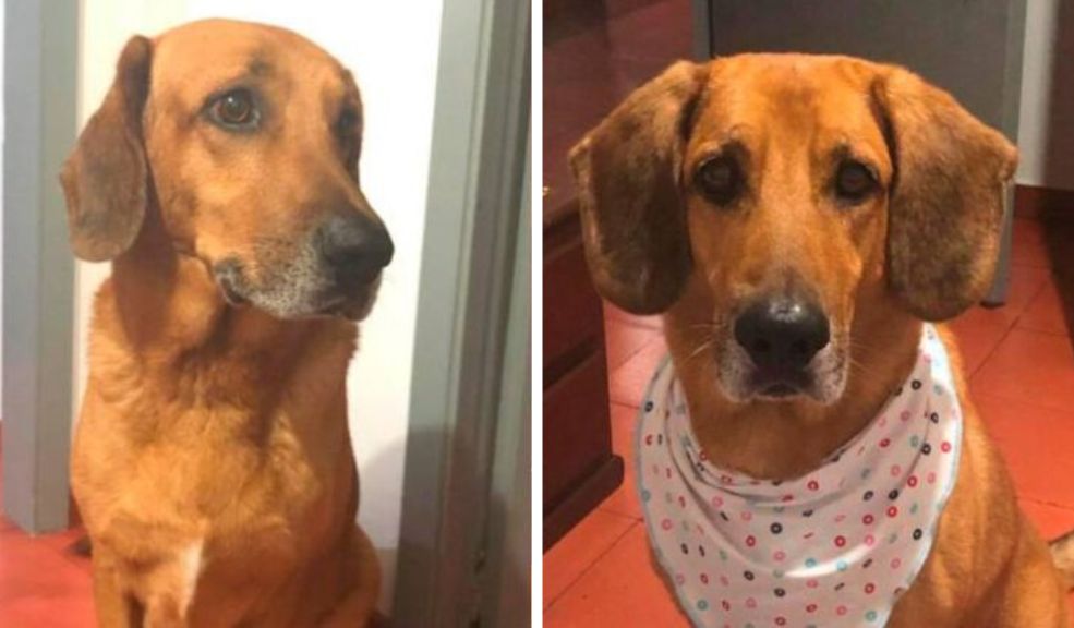 Imputan a hombre que le hizo la eutanasia a un perrito sin ser veterinario 8 Imputan a hombre que le hizo la eutanasia a un perrito sin ser veterinario Fiscales del grupo especial para la lucha contra el maltrato animal judicializaron a dos hombres que, en distintos hechos, causaron graves afectaciones a perros en Antioquia.