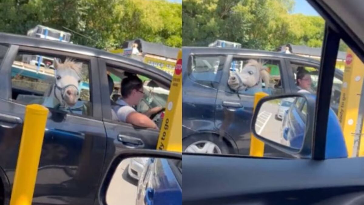 Video: mujer metió en su carro a un caballito y lo llevó por un helado Como si fuera un tierno perrito, un caballo salió a pasear en la parte trasera de un auto. Su dueña no lo quiso dejar en el establo y decidió llevarlo por un helado para que se refrescara del calor que estaba haciendo.