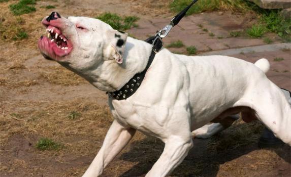 ¡Impactante! Exfutbolista muere tras recibir un ataque de sus propios perros Los perros mutilaron a su propio amo sin que ninguna persona alrededor de la residencia del exfutbolista se diera cuenta de la macabra escena que allí sucedía en ese momento.