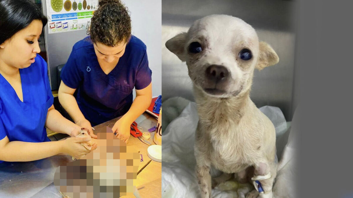 ¡Desalmados! Apuñalaron a un chihuahua al defender su casa de los ladrones ‘Pincky’ es un chihuahua que ha conmovido a los usuarios de redes sociales con su historia, el canino resultó herido cuando notó la presencia de personas que querían entrar a robar a su casa y este pretendía detenerlos.