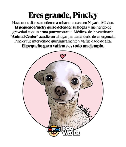 ¡Desalmados! Apuñalaron a un chihuahua al defender su casa de los ladrones ‘Pincky’ es un chihuahua que ha conmovido a los usuarios de redes sociales con su historia, el canino resultó herido cuando notó la presencia de personas que querían entrar a robar a su casa y este pretendía detenerlos.