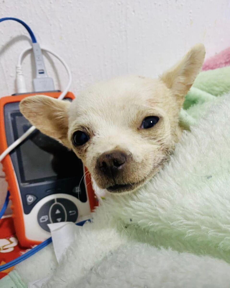 ¡Desalmados! Apuñalaron a un chihuahua al defender su casa de los ladrones ‘Pincky’ es un chihuahua que ha conmovido a los usuarios de redes sociales con su historia, el canino resultó herido cuando notó la presencia de personas que querían entrar a robar a su casa y este pretendía detenerlos.