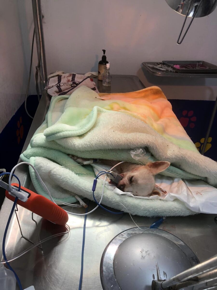 ¡Desalmados! Apuñalaron a un chihuahua al defender su casa de los ladrones ‘Pincky’ es un chihuahua que ha conmovido a los usuarios de redes sociales con su historia, el canino resultó herido cuando notó la presencia de personas que querían entrar a robar a su casa y este pretendía detenerlos.