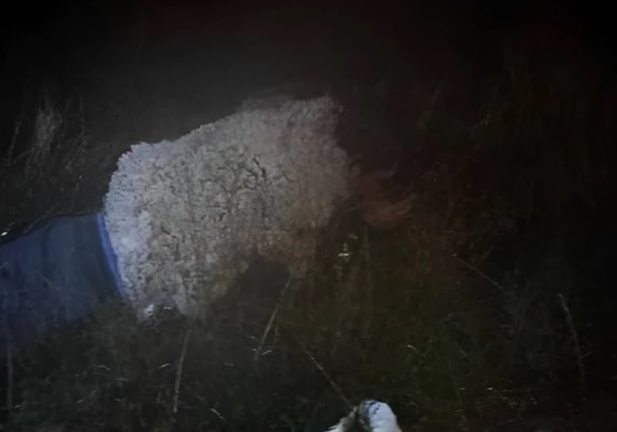 EN FOTOS: ¿Muy creativo o muy tonto? Intentó escapar de la cárcel vestido de oveja ¡Qué biblia! Un hombre que se encontraba pagando una condena en un centro penitenciario, se disfrazó de oveja para intentar escapar.