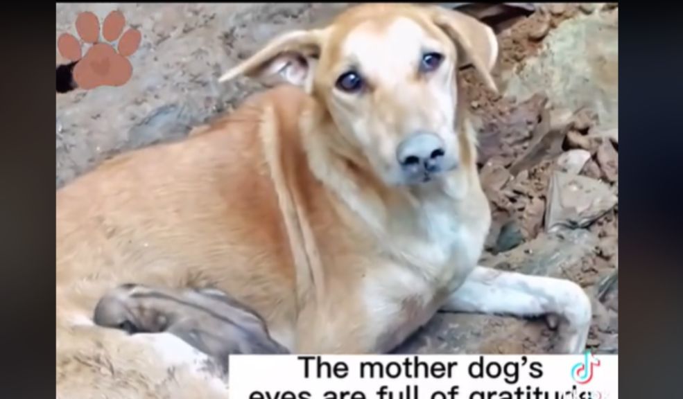 Conmovedor: Perrita 'Ayuda' a rescatar a sus perritos en Turquía Han sido muchos los afectados y víctimas que ha dejado el terremoto en Turquía y los animales también han sufrido las consecuencias del devastador suceso.