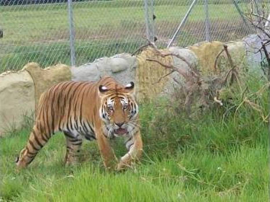 Sacrifican a tigre que escapó de la hacienda Nápoles Un tigre se escapó este jueves 9 de febrero del parque temático Hacienda Nápoles, que era del capo Pablo Escobar, por lo que los funcionarios del lugar tuvieron que encender las alarmas y comunicarle a los habitantes aledaños sobre el hecho.
