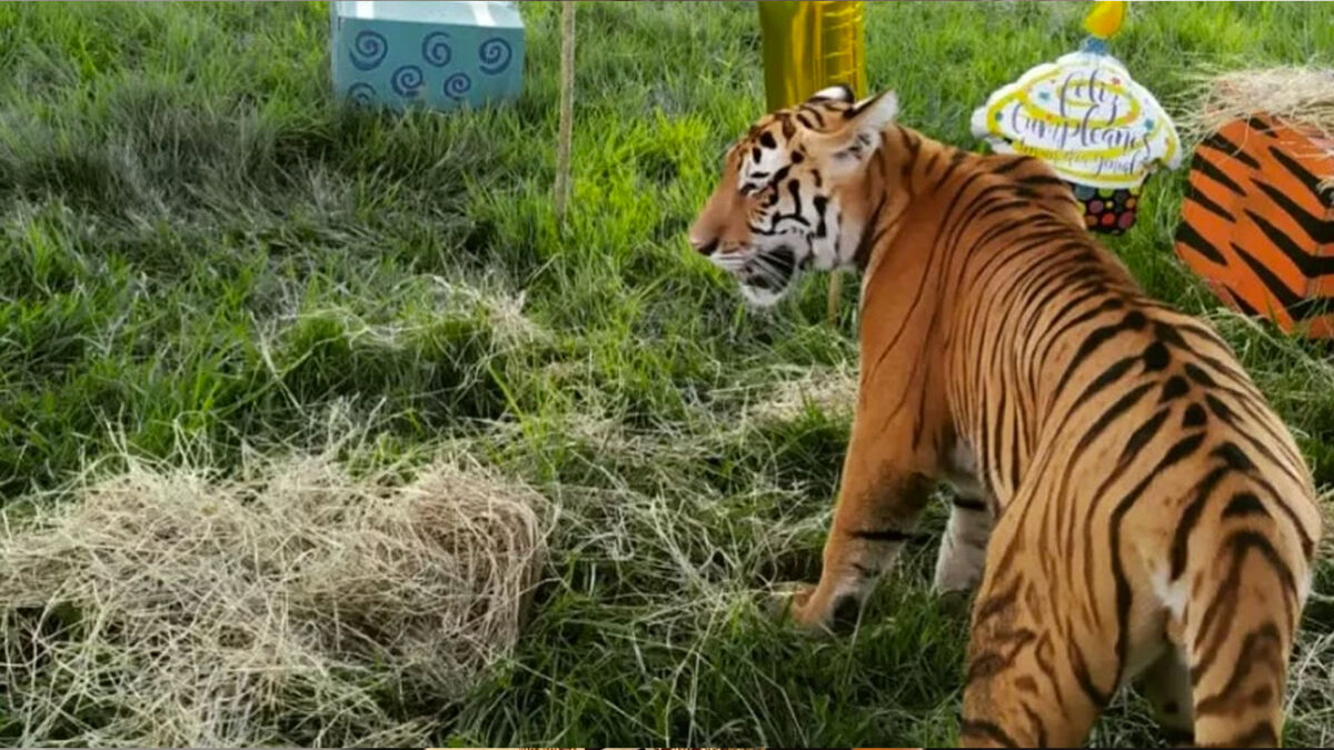 Sacrifican a tigre que escapó de la hacienda Nápoles Un tigre se escapó este jueves 9 de febrero del parque temático Hacienda Nápoles, que era del capo Pablo Escobar, por lo que los funcionarios del lugar tuvieron que encender las alarmas y comunicarle a los habitantes aledaños sobre el hecho.