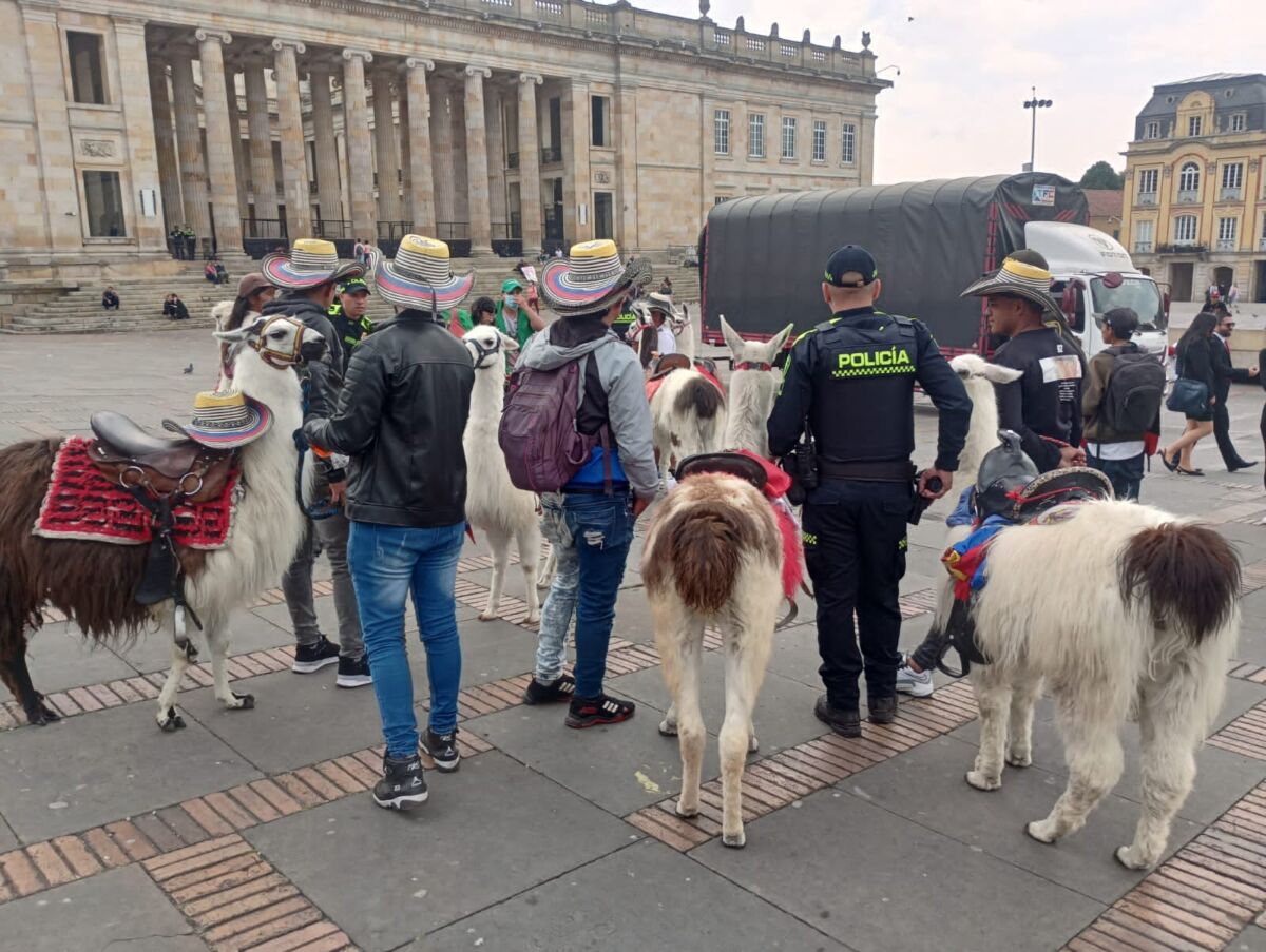 Autoridades rescatan a 3 llamas enfermas en la Plaza de Bolívar El pasado 4 de febrero se llevó a cabo un operativo, en el cual fue posible rescatar a tres llamas que se encontraban en mal estado de salud.