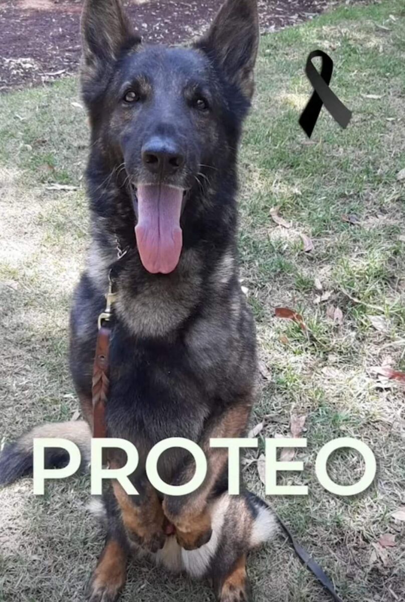 Dolor por Proteo, el perro rescatista que ayudó a miles de sobrevivientes del terremoto en Turquía y que murió en su labor 1 Dolor por Proteo, el perro rescatista que ayudó a miles de sobrevivientes del terremoto en Turquía y que murió en su labor El gobierno mexicano confirmó el fallecimiento de Proteo, quien pertenecía al equipo de perros que colaboran en estos momentos a la misión de rescate de sobrevivientes del terremoto que sacudió a Turquía y Siria.