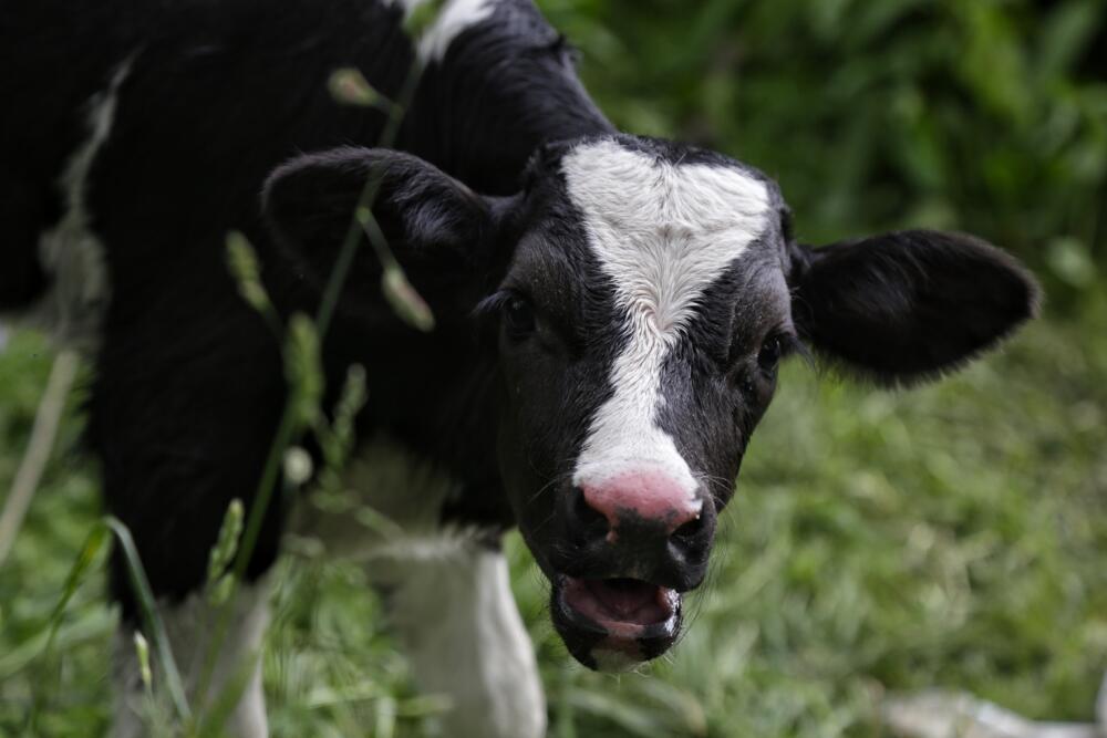 6 animales que son venerados por los humanos 2 6 animales que son venerados por los humanos Hace miles de años civilizaciones como la egipcia, china e hindú basaron sus creencias religiosas en algunos animales, a los cuales comenzaron a atribuirles poderes sobrenaturales y hoy en día es prohibido matarlos o consumirlos.