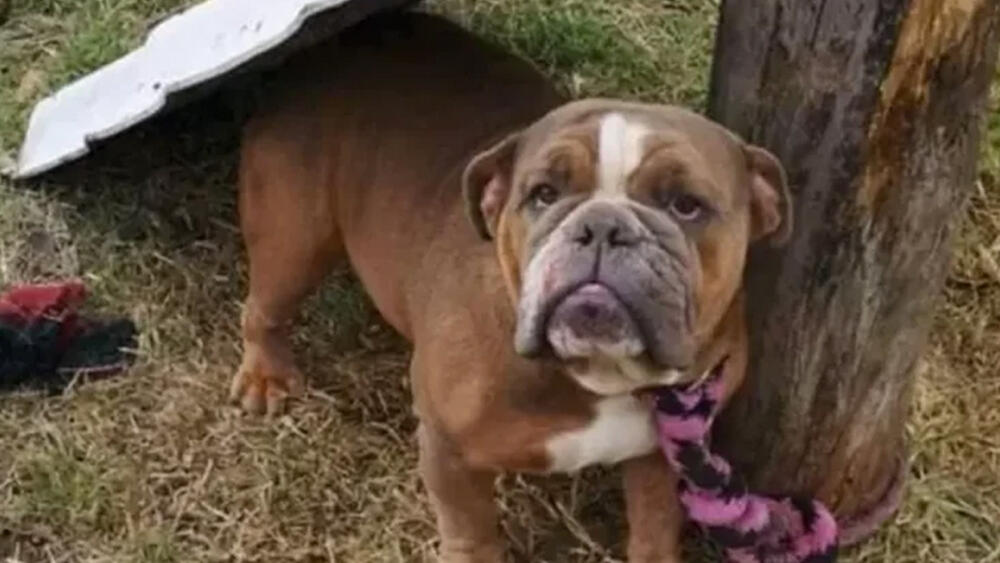 A la cárcel dueña de una fundación animal que maltrataba a los perritos La mujer acusada de maltrato animal, era la dueña de una fundación que albergaba varios animales en pésimas condiciones, en el municipio de Ubaté, Cundinamarca.