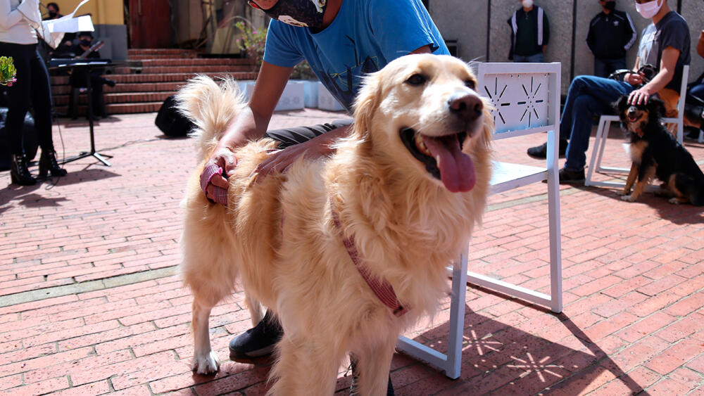 Ahora podrá pelear la custodia de su perro en un divorcio La Corte Suprema de Justicia, dio su respaldo al embargo y secuestro de dos perros en un divorcio civil decretado por un juzgado de familia.