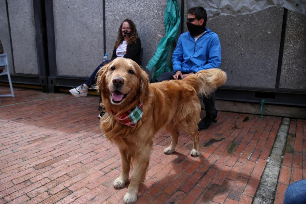 Ahora podrá pelear la custodia de su perro en un divorcio La Corte Suprema de Justicia, dio su respaldo al embargo y secuestro de dos perros en un divorcio civil decretado por un juzgado de familia.