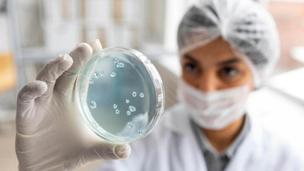Candida Auris: el hongo que está sembrando el terror por su mortalidad El hongo Candida Auris está generando temor en todo el mundo debido a que se conoció que el microorganismo puede matar a una persona en 90 días.